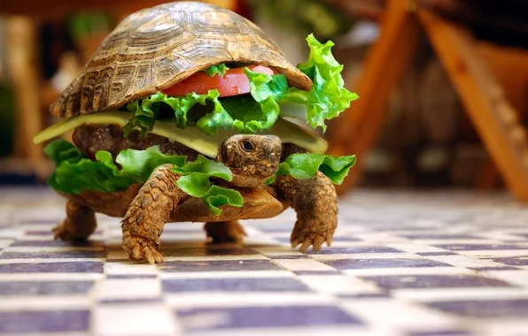 cherepaha-buterbrod-yumor.webp