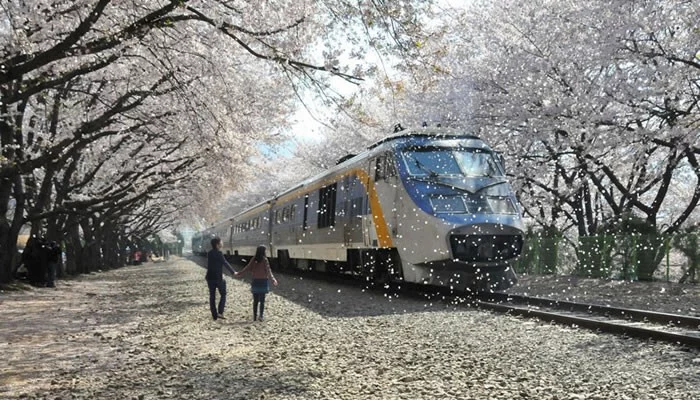 cherry-blossom-train.webp
