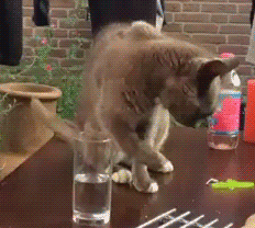 chfcd1.gif