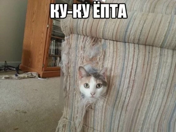 chha0d.webp