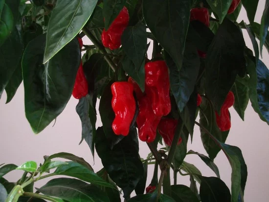 chilly-willy-peppers4-550x412.webp