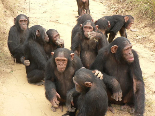 chimps_600.webp