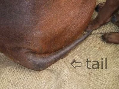 Chinese_Chongqing_Dog__Tail_11238.webp