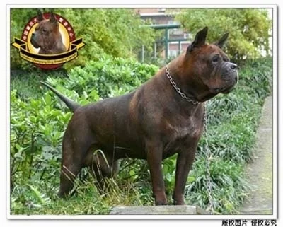 ChineseChongqingDogBreedingCenter4.webp