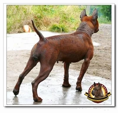 ChineseChongqingDogBreedingCenter9.webp