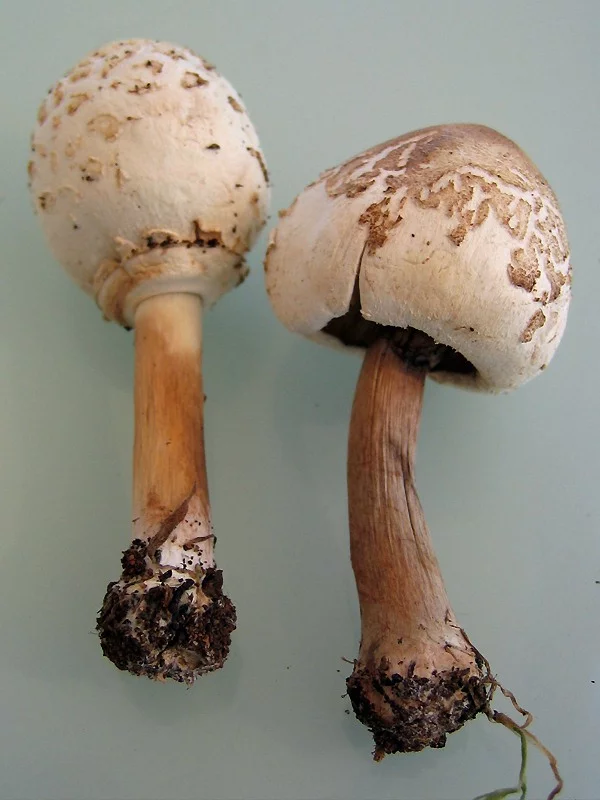 Chlorophyllum_molybdites_03_BKY_20050615.webp