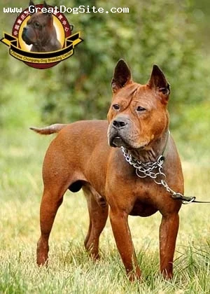 Chongqing%20Dog-5%20years-yelllow-brown-1191054741.webp