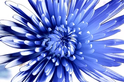 chrysanthemum-inflorescence.webp
