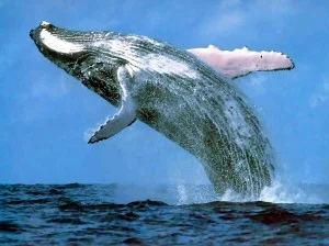 cit_jump-300x224.webp