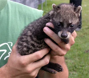 civet1.webp
