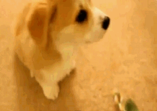 cj8gef.gif