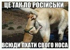 cjech5.webp