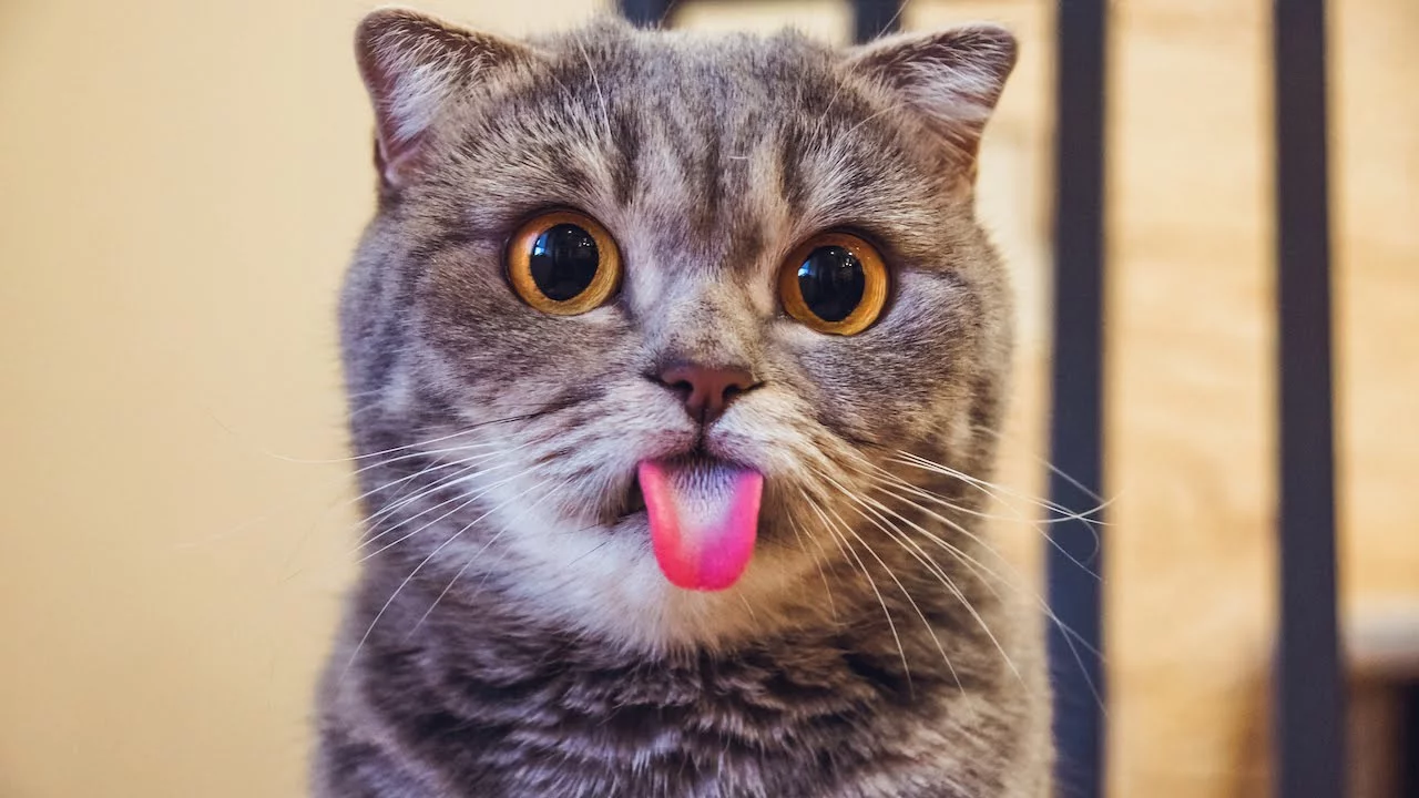 cjhe0h.webp