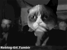 clap-cat.gif