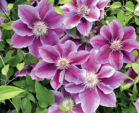 Clematis5.webp