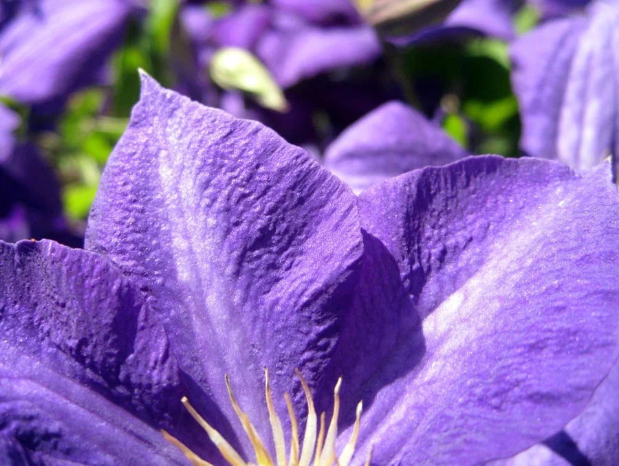 clematis_by_a_sha_f-d54ixgf.webp