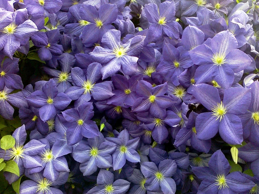 clematis_on_mobile_by_a_sha_f-d57z4f4.webp