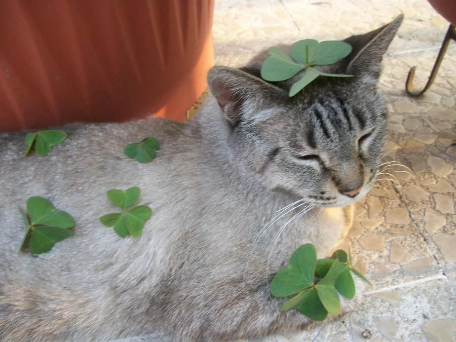 clover_cat_by_prettyblur-d3ib0f5.webp
