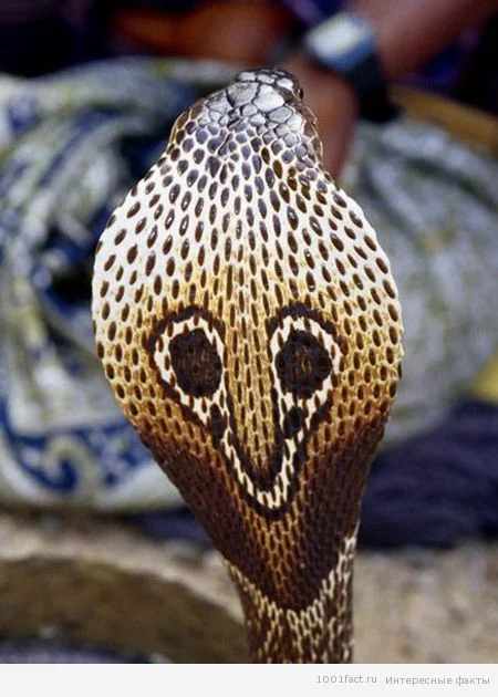 Cobras_Hood.webp