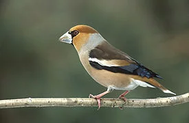 Coccothraustes_coccothraustes_1_(Marek_Szczepanek).webp