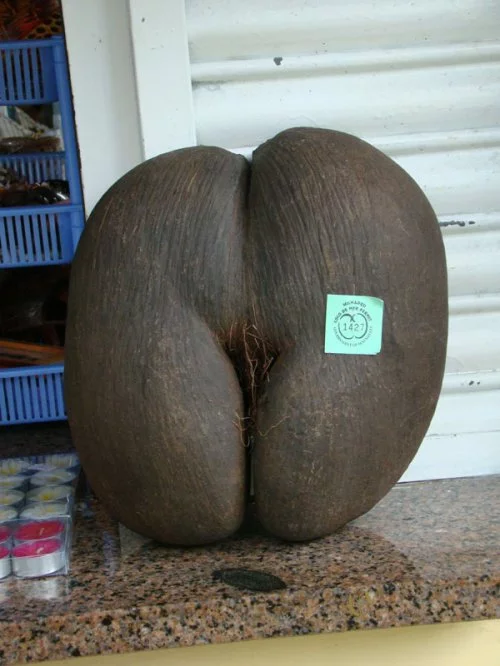 coco-de-mer-03.webp