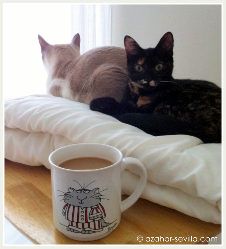 coffee-cats.jpg