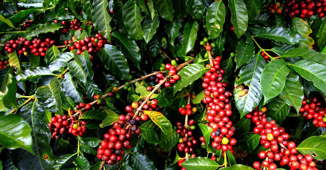coffee-tree.webp