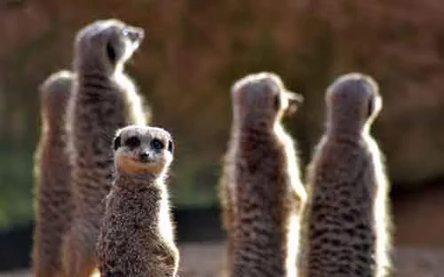 comedy-meerkat_3411054k.webp