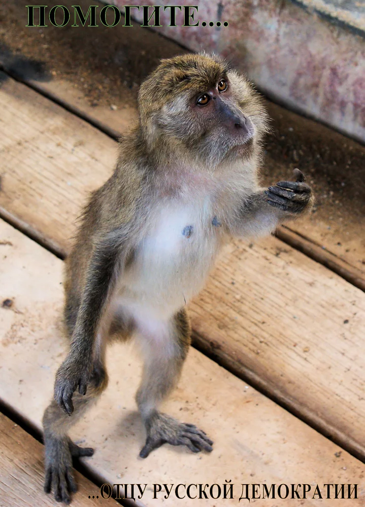 ComodoMonkey.webp