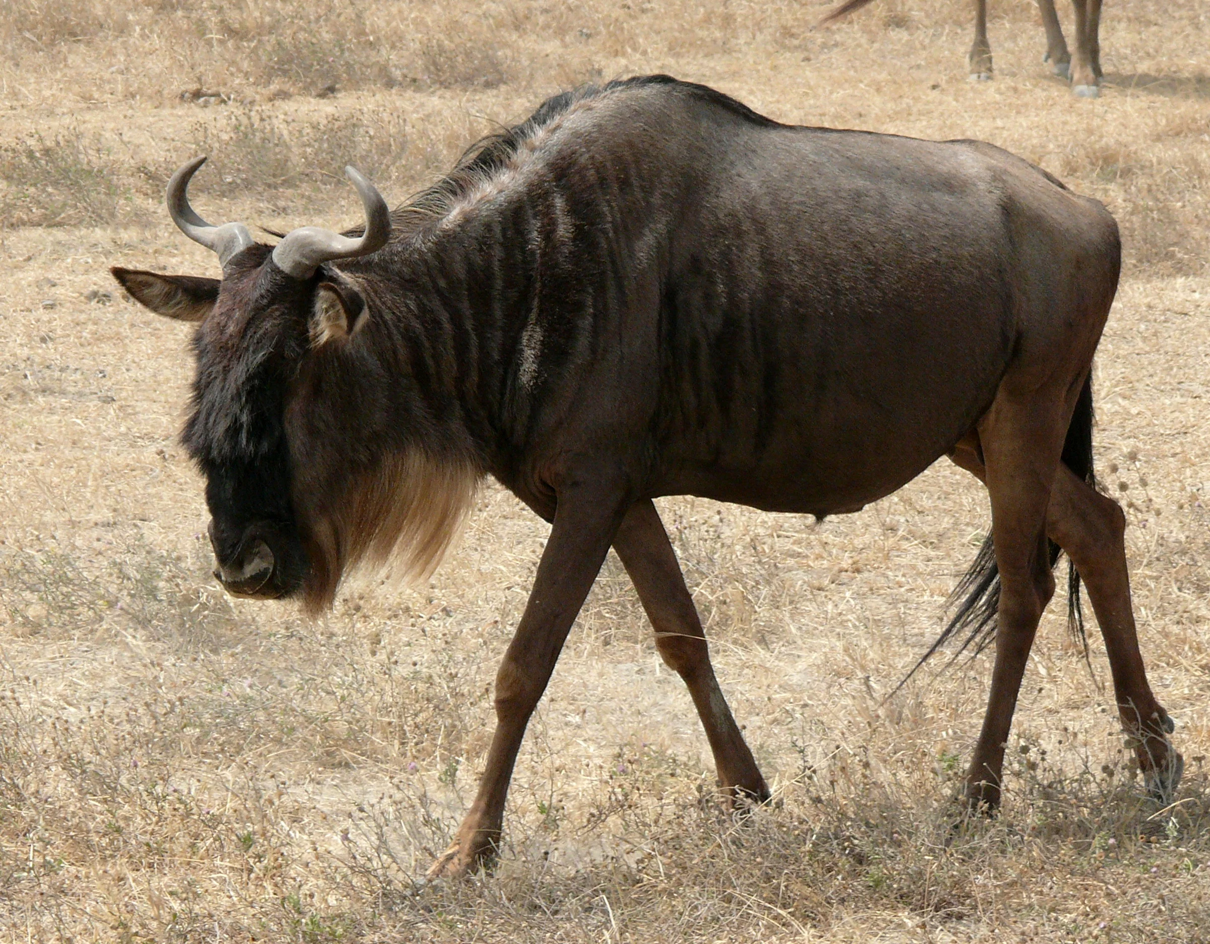 Connochaetes_taurinus_2.webp