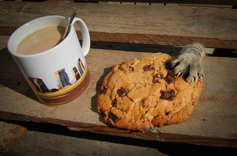 cookie-cat.webp