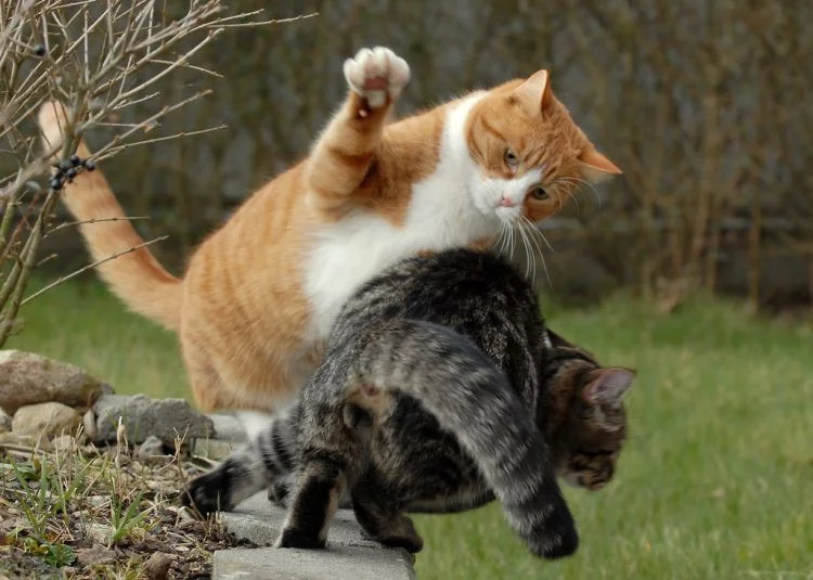 cool-cat-fight-flying-02.webp