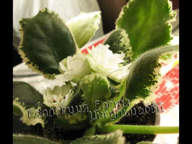 cool-mint-1.webp