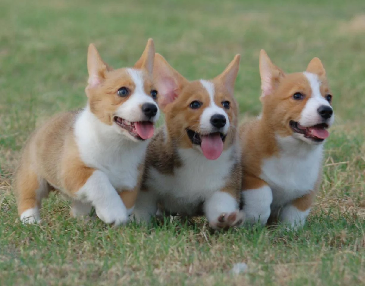 corgi-puppies-21.webp