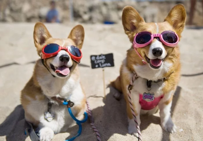 corgi_beach_day_06.webp
