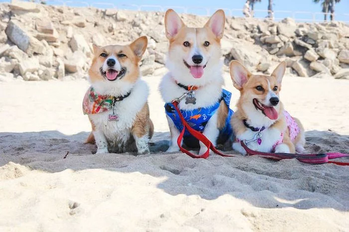 corgi_beach_day_08.webp