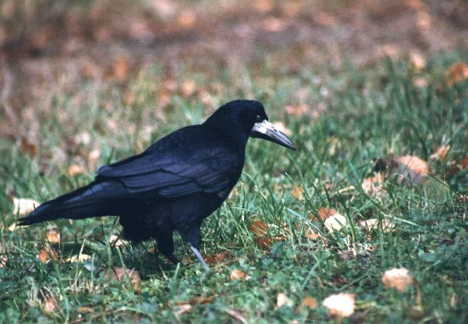 corvus_frugilegus.webp