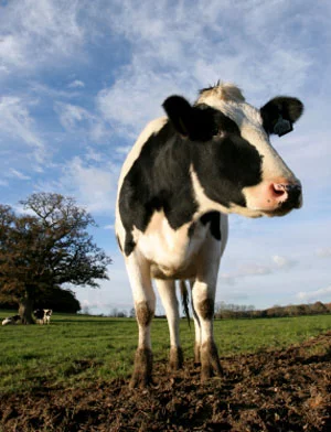 cow-02.webp