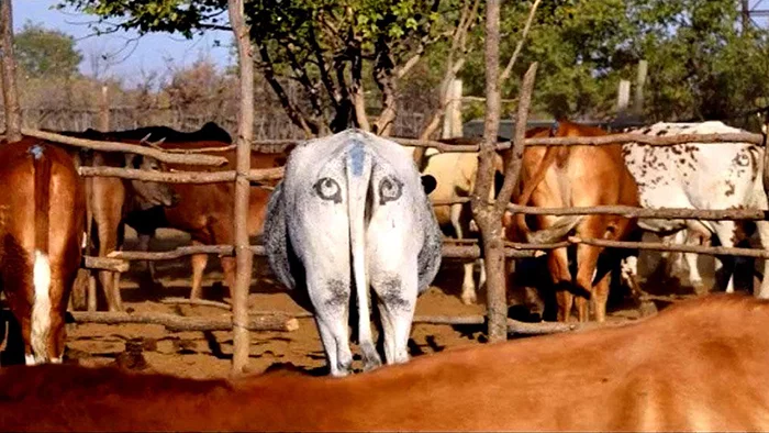 cow-eyes-09.webp