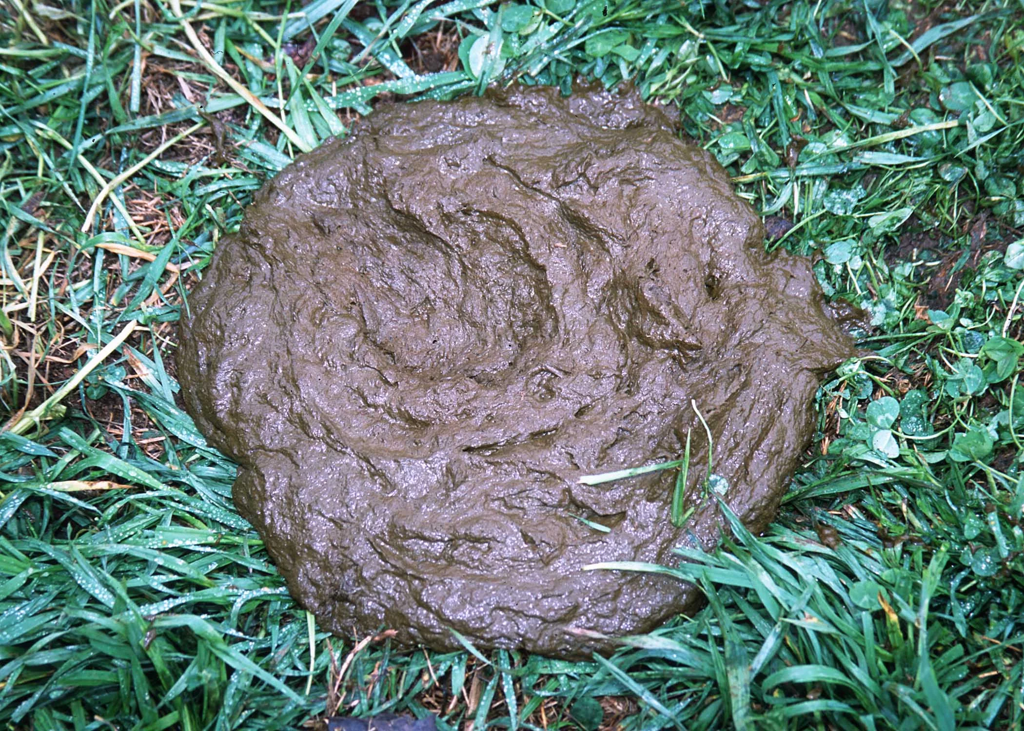 CowPie-JeffVanuga.webp