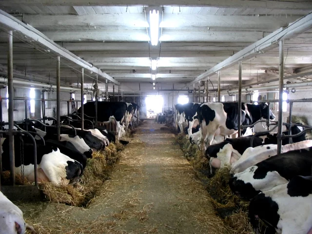 Cows_on_a_farm_-_by_Eric_Dufresne.webp