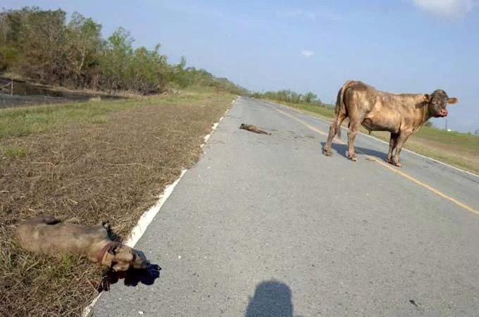 crazy_dogs_04.webp