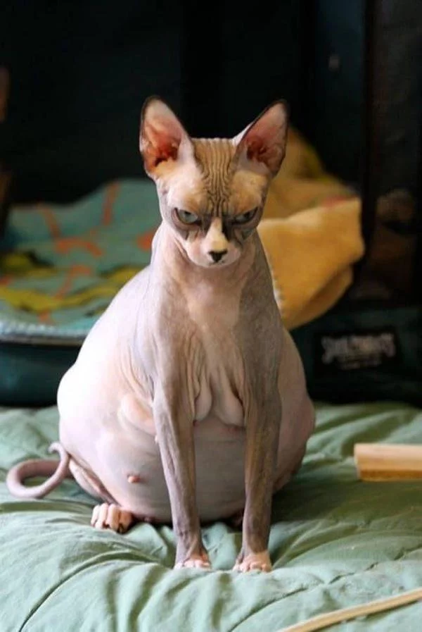 CRNbwELWcAE2UjV.webp