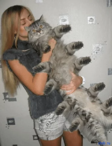 cteb.ru_img263.webp