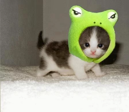 cute-animals-1.webp