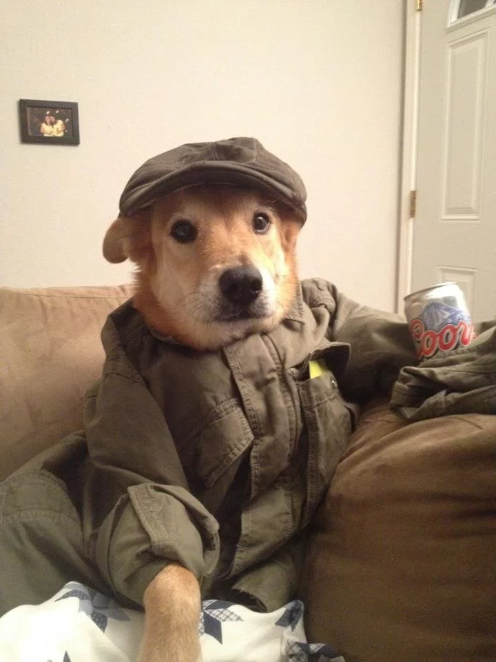 cute-dog-drinking-beer.webp