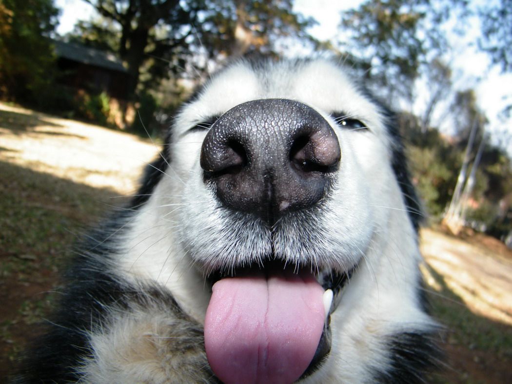 cute-dogs-086-01.jpg