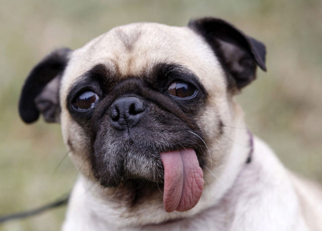 cute-dogs-095-11.jpg