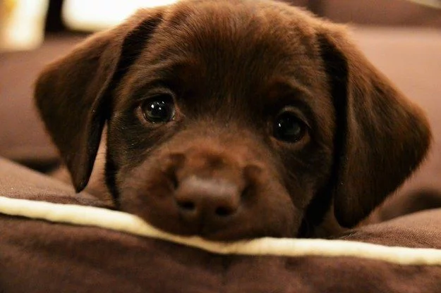 cute-lab-retriever-puppy-eyes.webp