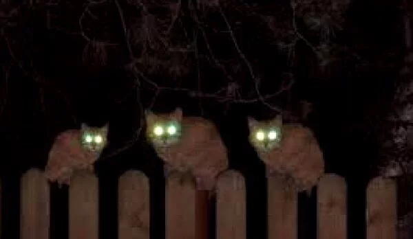 CUX4fnuWoAAVmH2.webp